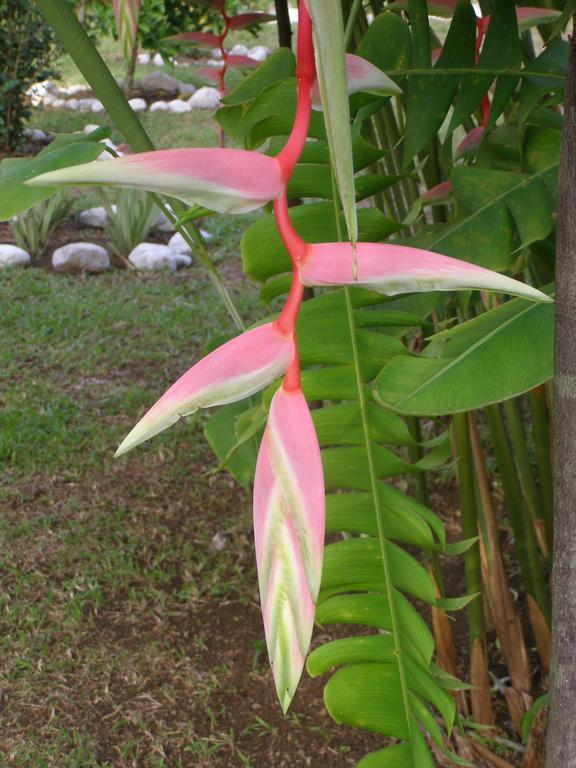 Finca Kobo Palo Seco ภายนอก รูปภาพ